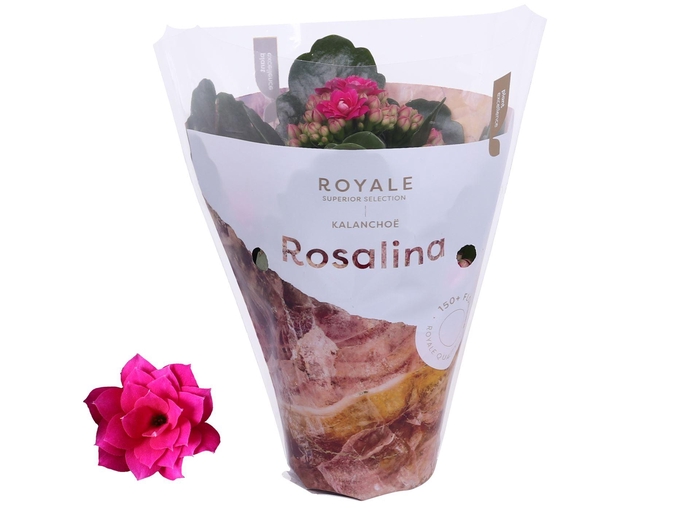 <h4>Kalanchoe blos. 'RosDon Victorio'</h4>