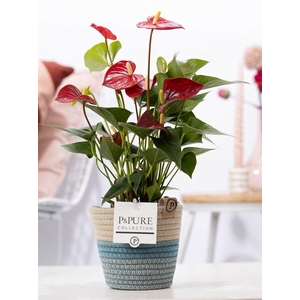 Anthurium red (Micra) in P&PURE Fashionpot Valerie