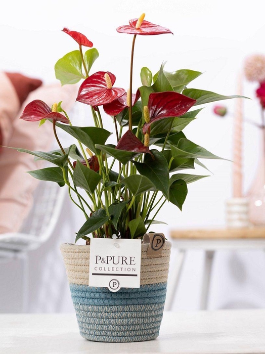 <h4>Anthurium red (Micra) in P&PURE Fashionpot Valerie</h4>