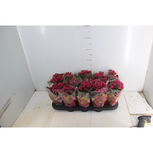 KALANCHOE P11 PINK