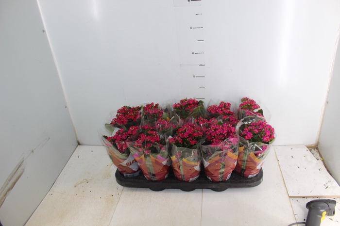 KALANCHOE P11 PINK