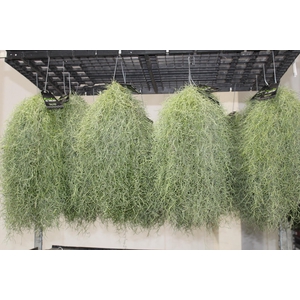 TILLANDSIA USNEOIDES (BARBA DE VELHO)