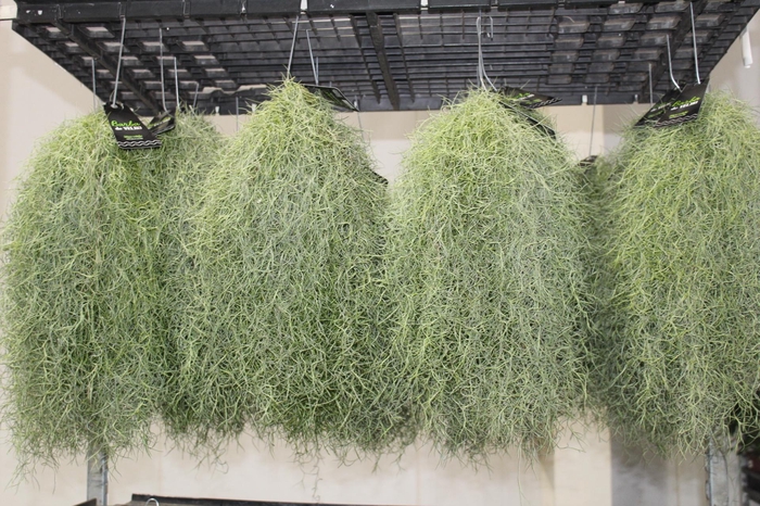 <h4>TILLANDSIA USNEOIDES (BARBA DE VELHO)</h4>