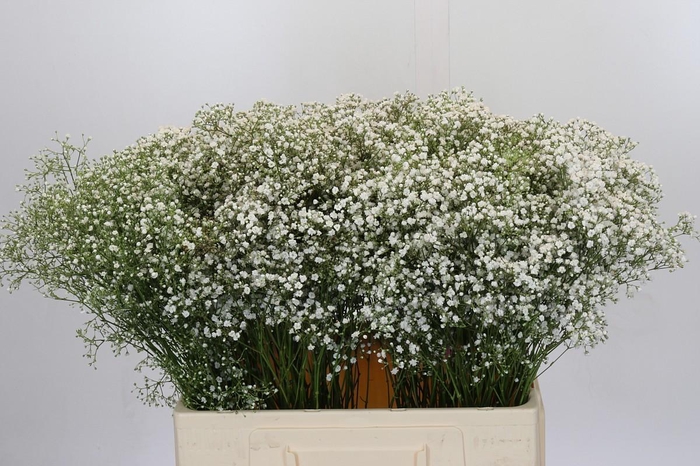 <h4>Gyps Zinzi Tyree</h4>