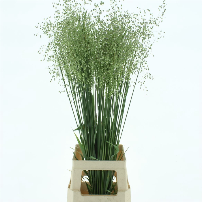 <h4>Briza Media (hollands)</h4>