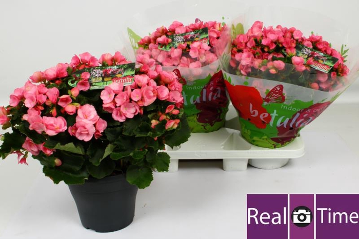 <h4>BEG EN BETULIA CANDY</h4>