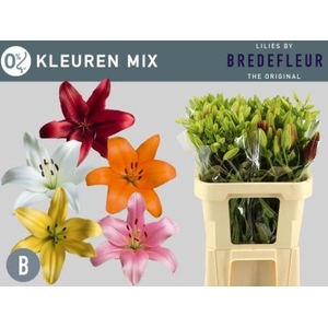 LI LA GEM IN FUST KLEURENMIX