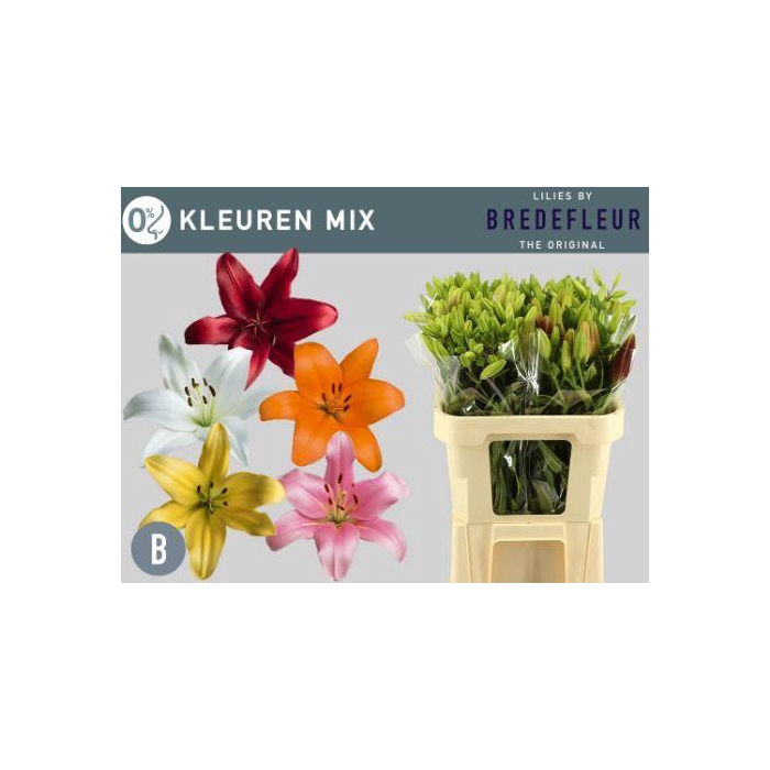 <h4>Li La Gem In Fust</h4>