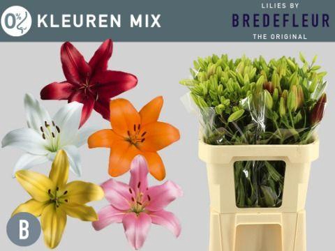 <h4>LI LA MIX 2+ Blüten ANGEBOT</h4>