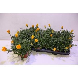 arr8 Gaz R Gelbe Jupite