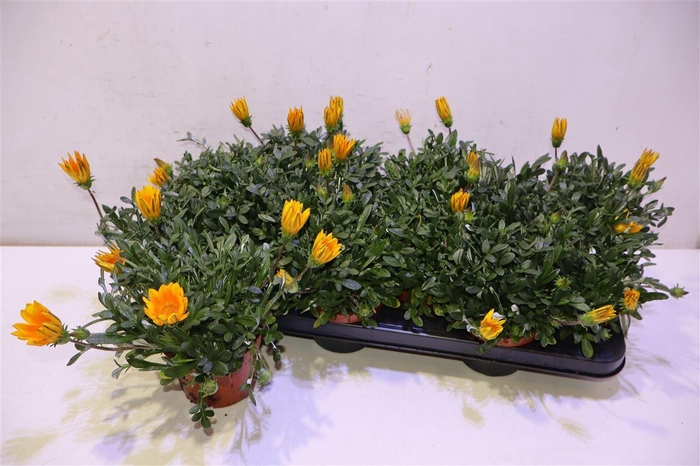 <h4>Gaz R Gelbe Jupite</h4>