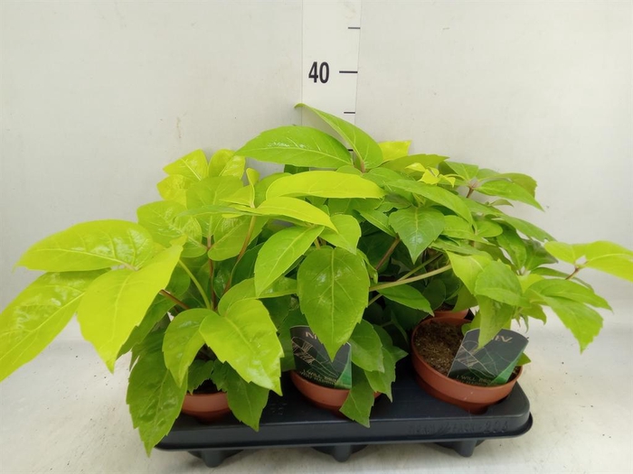 <h4>Schefflera actin.</h4>