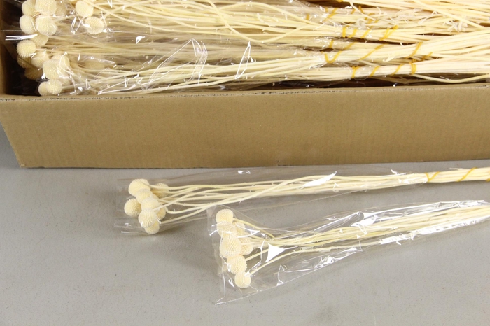 <h4>DF Craspedia Bs(15pcs) 50cm Bleached</h4>