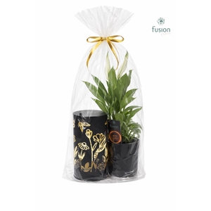 LED Duo glazen met Spathiphyllum