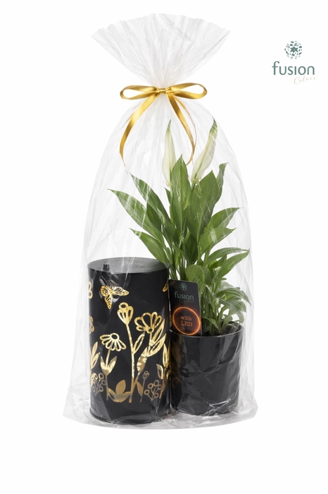 <h4>LED Duo glazen met Spathiphyllum</h4>