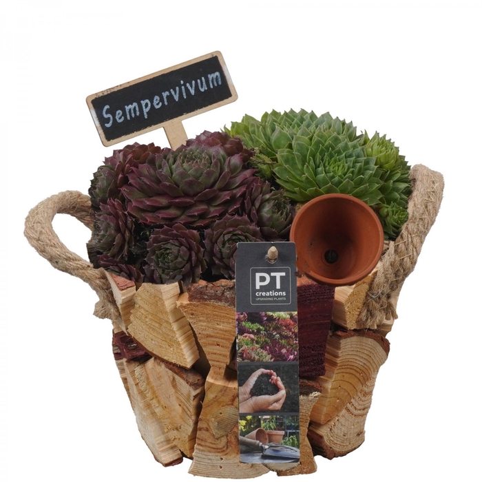 <h4>PTS7416 Arrangement Sempervivum in houten pot</h4>