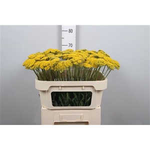 Achil F Parker Variety
