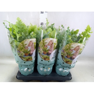 Phlebodium aureum 'Davana'