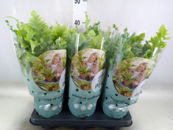 <h4>Phlebodium aureum 'Davana'</h4>