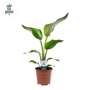 Strelitzia Nicolai p14 Air So Pure