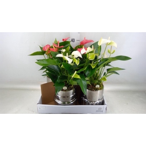 Anthurium andr.   ...mix  3