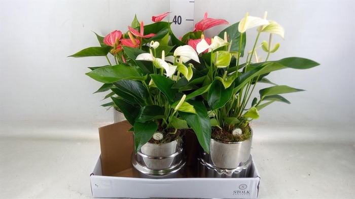 <h4>Anthurium andr.   ...mix  3</h4>