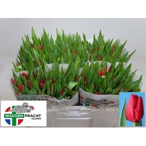 TU EN BEN VAN ZANTEN