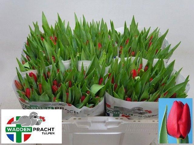 <h4>TU EN BEN VAN ZANTEN</h4>