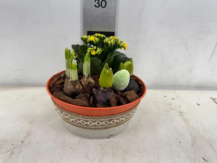 <h4>ARR BOL KNOLGEWAS</h4>