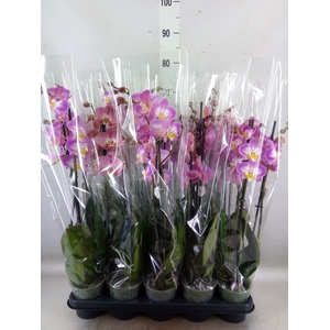 Phalaenopsis   ...rose
