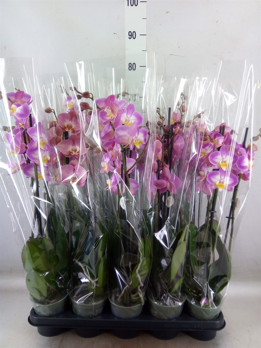 <h4>Phalaenopsis   ...rose</h4>