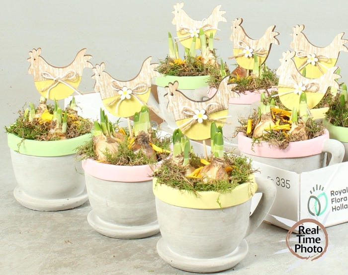 <h4>ARR NARCISSUS</h4>