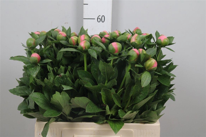 <h4>Paeo Etched Salmon</h4>