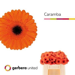 Ge Mi Caramba