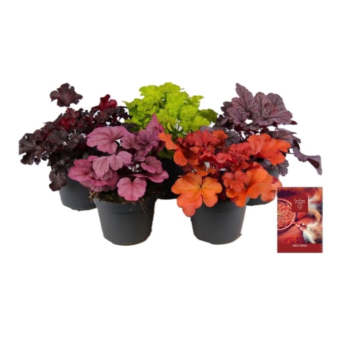 <h4>Heuchera Indian Summer mixlaag P15</h4>