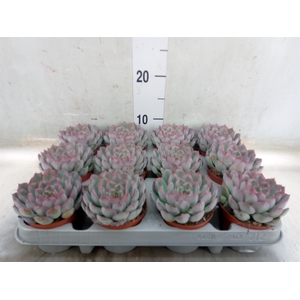 Echeveria  'Hercules'