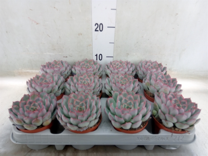 <h4>Echeveria  'Hercules'</h4>