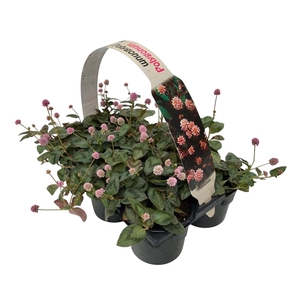 Polygonum 6p