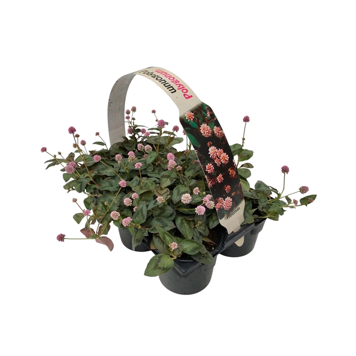 <h4>Polygonum 6p</h4>