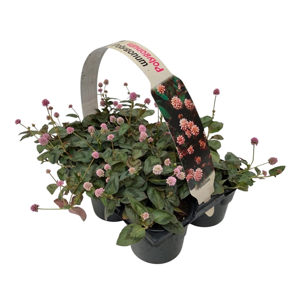 Polygonum 6p
