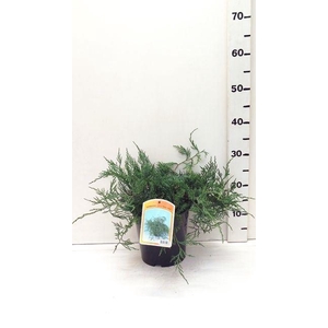 Juniperus virginiana Grey Owl