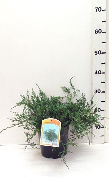 <h4>Juniperus virginiana Grey Owl</h4>