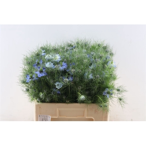 Nigella D Ov Blauw Bs