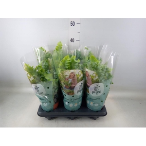 Phlebodium aureum 'Davana'