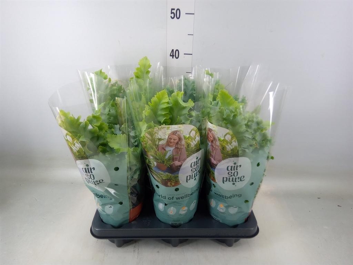 <h4>Phlebodium aureum 'Davana'</h4>