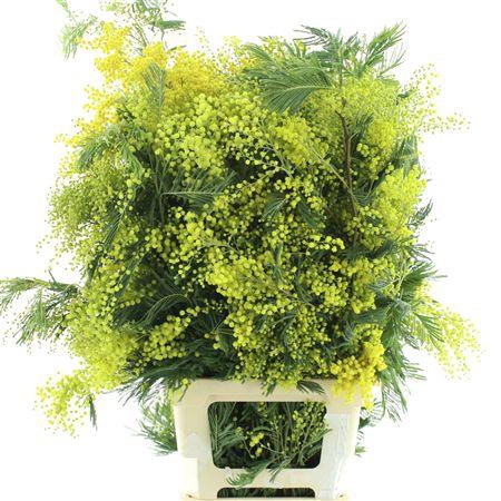 <h4>ACACEA MIRANDOL POINTE</h4>