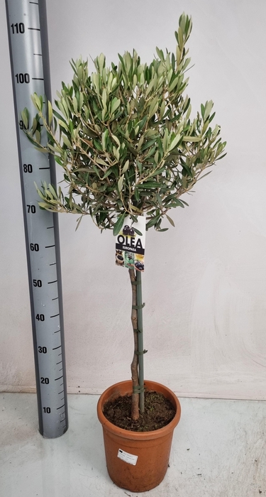 <h4>OLEA EUROPAEA</h4>