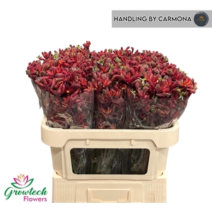 Anigozanthos Early Spring Red 70cm