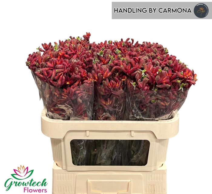 <h4>Anigozanthos Early Spring Red 70cm</h4>
