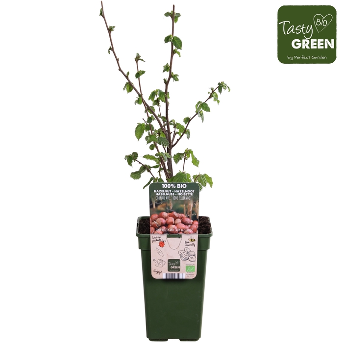 Corylus Rode Zellernoot P19 - Tasty Green Bio